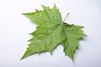 Steam夏促开启，Quantic Dream工作室旗下三款游戏最低4折